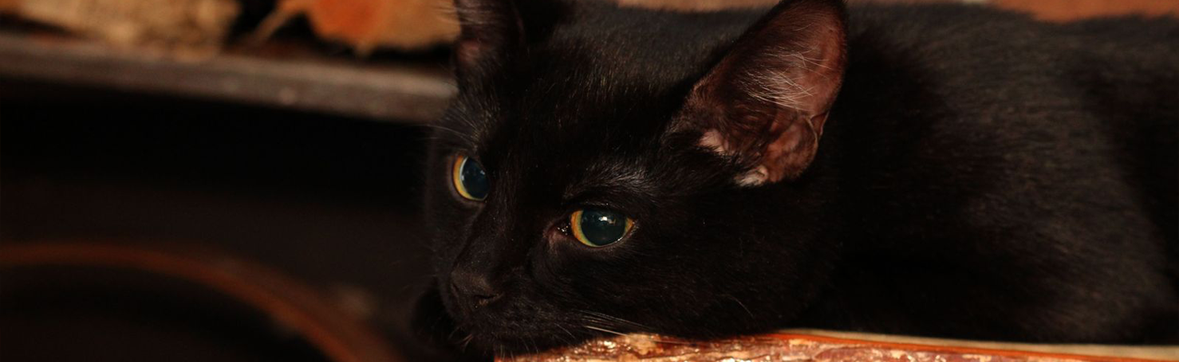 Ayasofya’nın Gli’sinden GLİ Fuarcılık’a